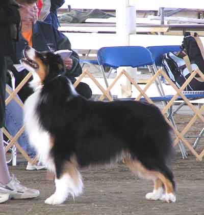 Poinsett's Spit-N-Polish - ASCA Nationals 2005 Winners Dog
