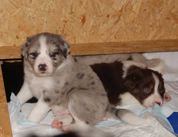 psi/ males: blue-merle, red tri